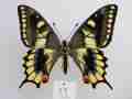 Papilio machaon (aberrant cold shock) 5 (Internet Image property of respective owner, non-commercial use only)